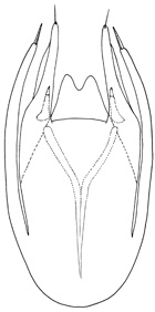 magnicaulis